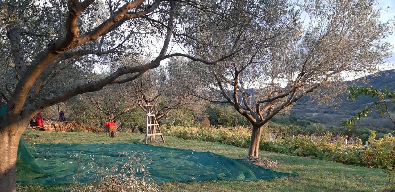 Bed and Breakfast Il Glicine San Dorligo della Valle Exterior foto